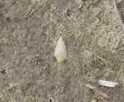 tapered stem point resized.webp