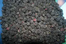berries1.webp