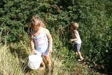 berries2.webp