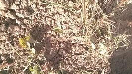 c. LC in the dirt.webp c. LC in the dirt.webp