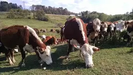 d. Cows.webp d. Cows.webp