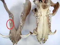 pig_teeth.webp