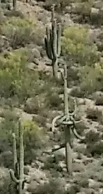 spec saguaro2.webp