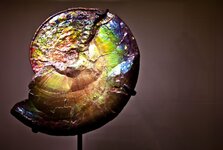 Iridescent_Ammonite_Fossil.jpg