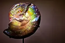 Iridescent_Ammonite_Fossil.webp