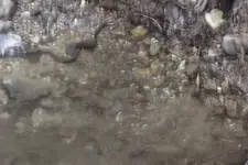 DSCF1214.webp