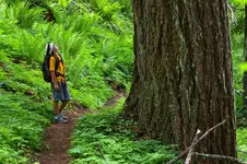 Wonders-of-the-Forest-by-Rick-Faber.webp