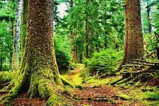 2313-6600-Sitka-Spruce-Oregon-Coast-Range.webp