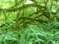 Green Oregon.webp