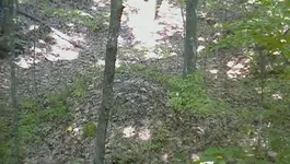 SAM_0285.webp