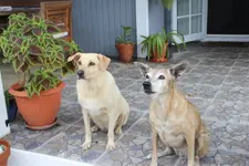 ImageUploadedByTreasureNet.com1444385777.866307.webp