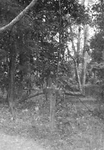 crooked_tree3.webp crooked_tree3.webp
