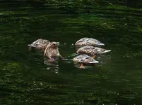 056.webp