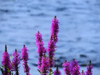 026.webp