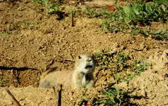 prairie dog.webp
