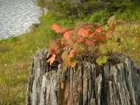DSCN1745.webp