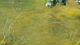 1442267523180.webp