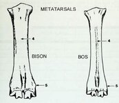 bison_bos_metatarsals_dorsal.JPG