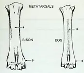 bison_bos_metatarsals_dorsal.webp