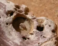 Crinoid_imprint.webp