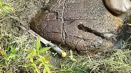 strange rock.webp