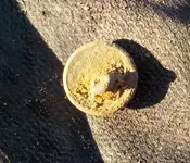 DSCN1555.webp