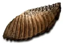 mamoth tooth.webp