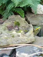 ImageUploadedByTreasureNet.com1441550734.793760.webp