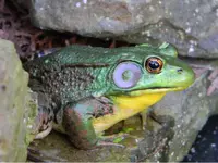 ImageUploadedByTreasureNet.com1441550788.386978.webp