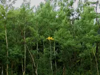 red mount 1.webp