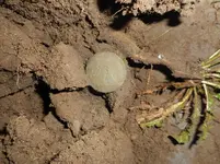 Finds101015Plympton 002r.webp