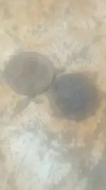 1443894776811.webp