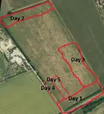 Gold Man Field.webp