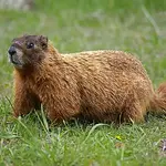hh-animals-groundhog-6.webp hh-animals-groundhog-6.webp