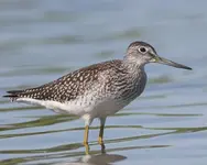 Greater Yellowlegs 2.webp