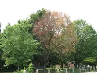 My maple tree.webp My maple tree.webp