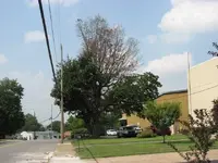 maple across the street.webp