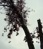 Tree Walkers.webp