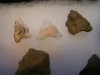 Indian Bird Points.webp