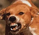 dog on Vodka.webp