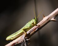 Green Bird Grasshopper Schistocera shoshone.JPG