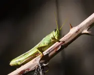 Green Bird Grasshopper Schistocera shoshone.webp