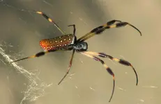 sexy legs (Large).webp