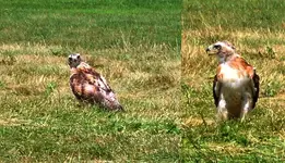Hawk2.webp