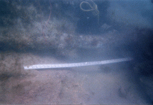 tommyanchor2.gif