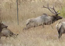 bull 1.webp