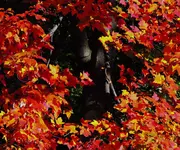 021.webp