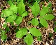 Sarsaparilla.webp