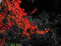 026.webp