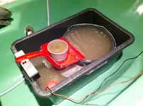 dani_gold_concentrator.webp